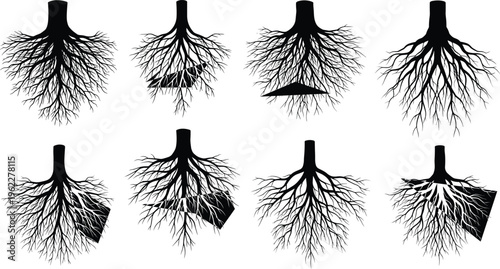 Set of tree root silhouettes with detailed underground structures, black botanical elements isolated for nature design, ecology themes, and illustration projects