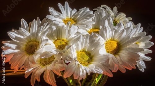 Cluster of fresh daisies with white petals and yellow centers in soft directional light.