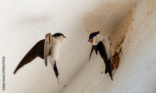 Pair of barn swallows Hirundo rustica at early nest construction stage, applying mud pellets on building eave, breeding season, natural daylight.