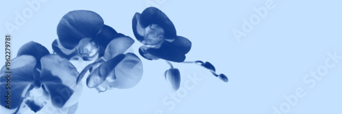 Blue cyanotype orchid botanical background. Stipple dot overlay texture with flower and twig silhouette. Delicate indigo blue nature banner for template and graphic design project.