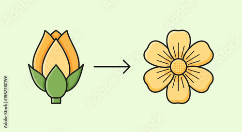 Illustration depicting the evolution of a flower, from bud to full bloom, a visual metaphor