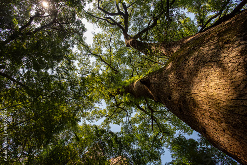 Quadro su tela Looking up at an ancient towering tree, a natural wonder of thick trunk and lush