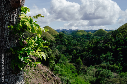 Bilde på lerret Chocolate-Hills Bohol, Philippines