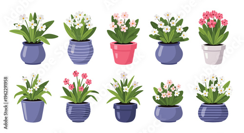 Beautiful variety of blooming flowers in various colored ceramic pots arranged in two neat rows on a white background.