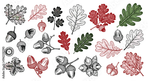 Hand drawn engraving style collection of oak leaves and acorns in different colors for autumn and nature themed botanical designs.