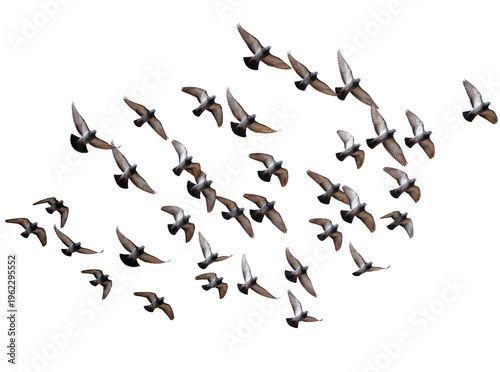 Quadro su tela Isolated flock of pigeons in various flight poses, showcasing dynamic movement a