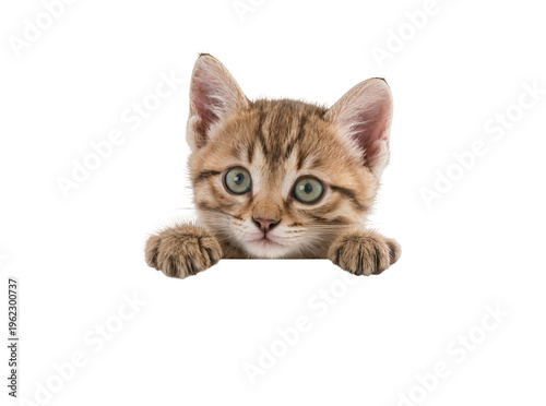 Foto Isolated adorable tabby kitten peeking over blank, domestic pet with green eyes looking