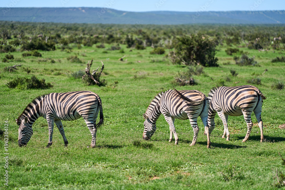 Fototapeta premium Three Zebras Grazing On Open Grassland Under Wide Blue Sky, Gentle Stripe Patterns, Calm Herd Movement