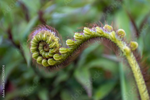 Macro shot of a fuzzy fern fiddlehead unfurling. Green spiral frond covered in reddish-brown hairs against a soft blurred background.