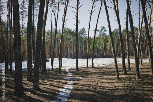 A path in a pine forest leads to a large clearing surrounded by tall pine trees. There is still snow on the clearing, although spring has already arrived, a sunny day and a clear sky.