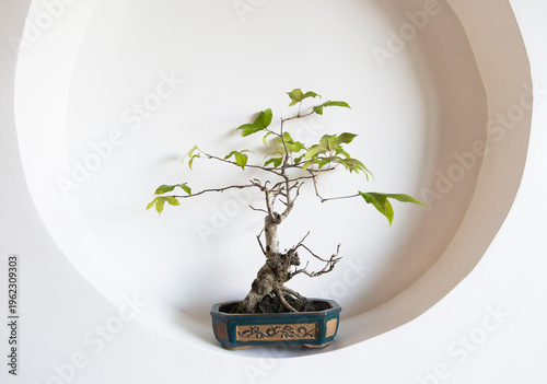 Bonsai tree in a pot on a white wall background.