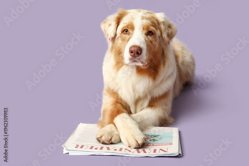 Cute Australian Shepherd do...