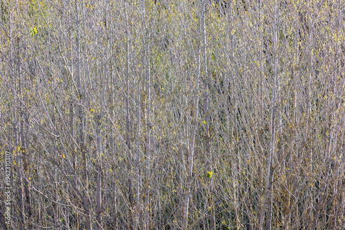 Dense stand of poplar trees Populus sp. forming natural background, tall straight trunks, green leafy canopy, diffuse natural daylight.