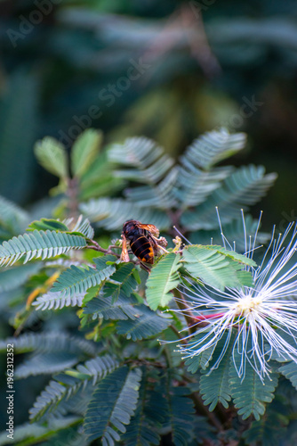 A large hornet perched on the delicate green leaves of a white powder puff plant (Calliandra). Close-up showing the insect's striped abdomen and the plant's unique fern-like foliage.
