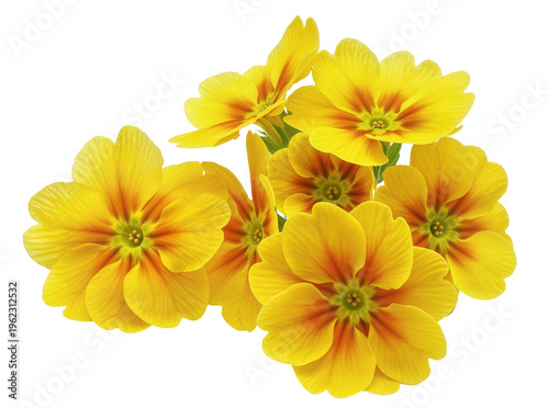 Tableau sur toile Isolated vibrant yellow primrose flowers bouquet blooming with orange centers, s