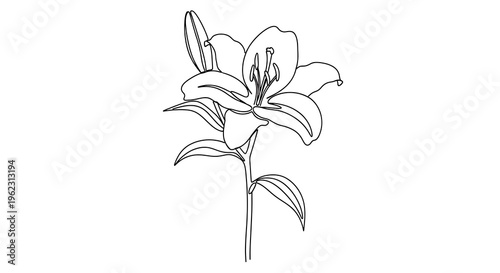 A black and white drawing of a lily flower with six petals