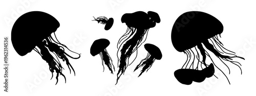 Jellyfish silhouette set with flowing translucent tentacles and soft glowing outline featuring marine life, underwater, illustration with minimalism and silhouette