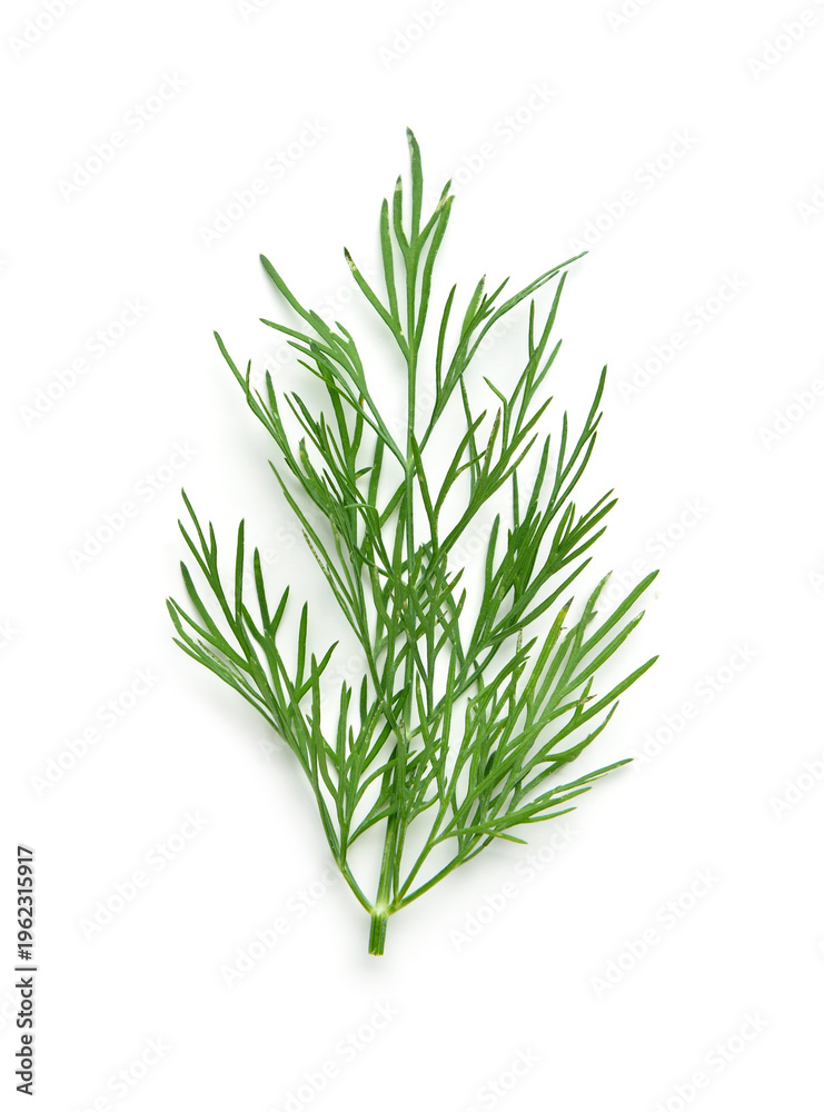 Fototapeta premium Fresh dill isolated on white background