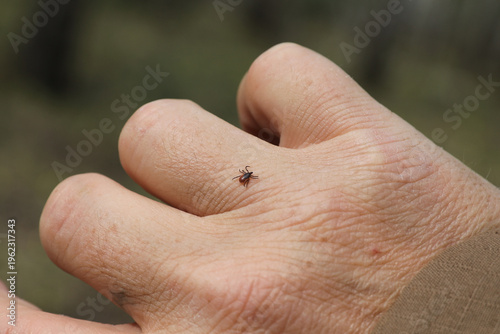 Photography taiga encephalitis tick on a human arm