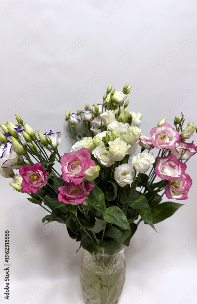 Obraz premium Pink and White Lisianthus Flowers
