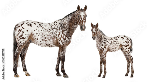Spotted Appaloosa mare and foal displaying unique leopard complex patterns, isolated on transparent background