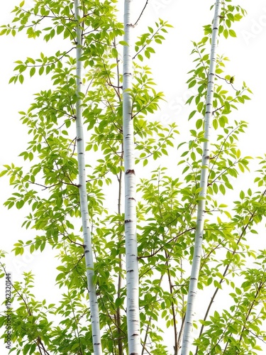 Slender white birch with vibrant green leaves on a pure white canvas,  bright,  beauty