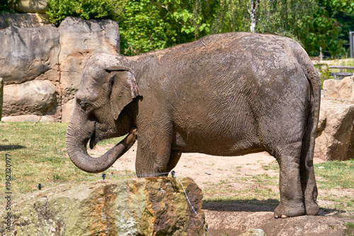 Elephant in the zoo on a sunny day   