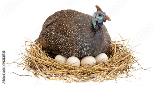 Speckled guinea fowl blue-faced incubating white eggs in nest, isolated on transparent background