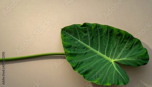 A large green leaf with a long stem lies on a surface
