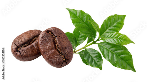 Deeply textured dark roasted coffee beans with a vibrant green coffee branch, isolated on transparent background for coffee concepts