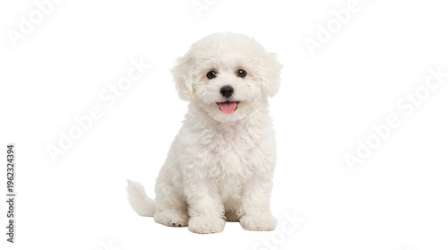 Fluffy white Bichon Frise puppy sitting happy expression, isolated on transparent background for pet designs