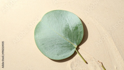 A single green leaf lies on a sandy surface with a shadow