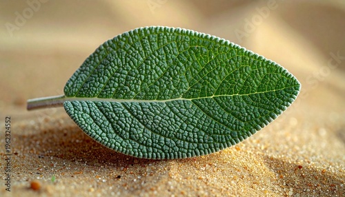 A green leaf lies on sandy ground with a stem attached.