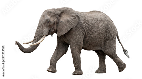 African elephant walking with long trunk and prominent white tusks, isolated on transparent background