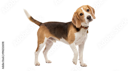 Tri-color Beagle dog with brown collar and tag standing with curious head tilt, isolated on transparent background