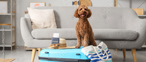 Cute Toy Poodle with suitcase and travelling accessories at home
