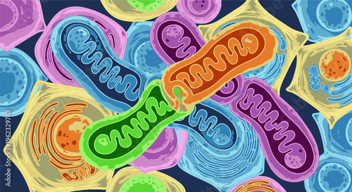 Colorful cartoon-style depiction of various cellular structures and mitochondria