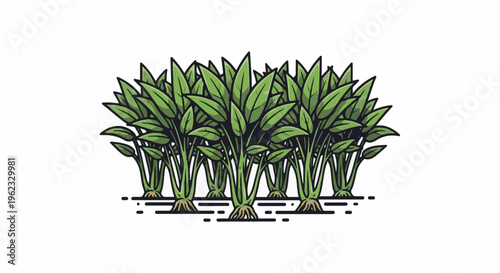 Close-up illustration of a dense row of lush green plants with visible roots