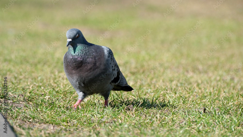 Fototapeta premium Gray pigeon struts across vibrant green grass in bright sunlight