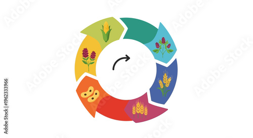 Crop Rotation Cycle Infographic: Sustainable Agriculture and Soil Health