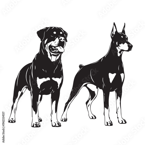 Vector illustration of a cute pedigree black and white dog silhouette isolated on a white background as a domestic canine mammal portrait