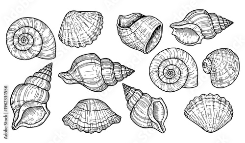 Hand drawn seashell spiral clam snail sketch engraved black white vector illustration
