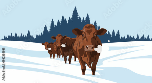 Brown cows walking in a snowy field with dark evergreen trees behind