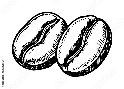 Hand drawn of coffee beans with detailed shading white background