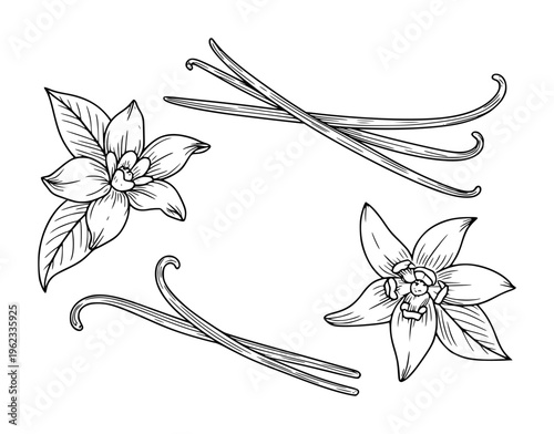 Hand drawn vanilla beans and orchid flowers in black and white style