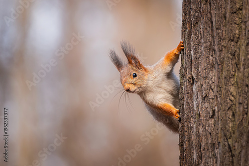 Portrait of a squirrel on a tree trunk