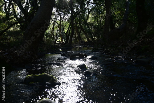 beautiful mountain stream in springtime