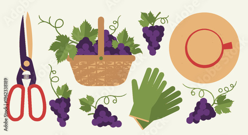Grape Harvesting Tools and Fresh Grapes Collection.
