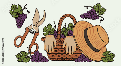 Grape Harvesting Tools and Supplies Illustration.