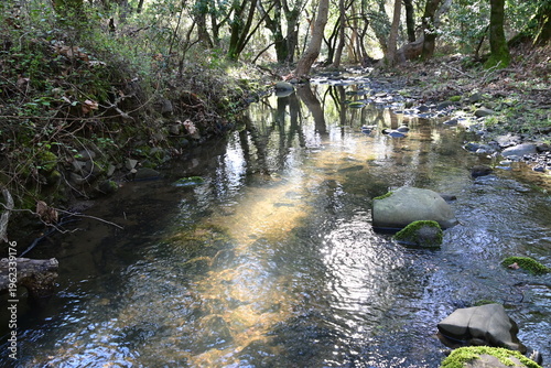 beautiful mountain stream in springtime